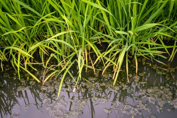 Gröna Risplantorna Ute Fältet — Stockfoto