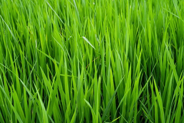 Green Seedlings Rice Field — Stock Photo, Image