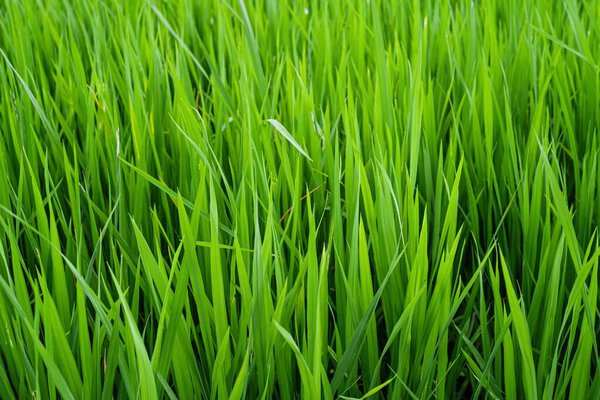 The green seedlings of rice are in the field