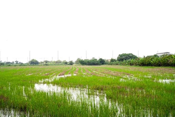 Πράσινα Σπορόφυτα Ρυζιού Βρίσκονται Στο Χωράφι — Φωτογραφία Αρχείου