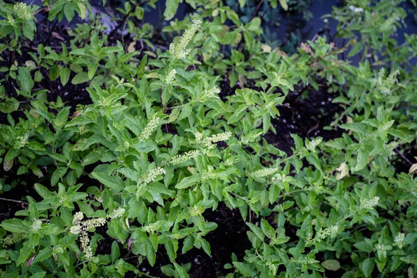 Verse Basilicum Bladeren Zijn Transformatie Achtertuin — Stockfoto