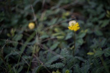 Yüzeyde sarı renk çiçekleri açıyor.
