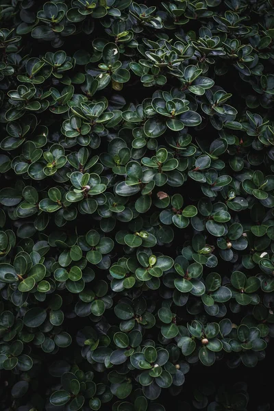 庭の観賞用植物のパターンと質感 ストック画像