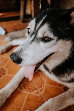 Sibirya Husky köpekleri evin önünde patronu bekliyor.