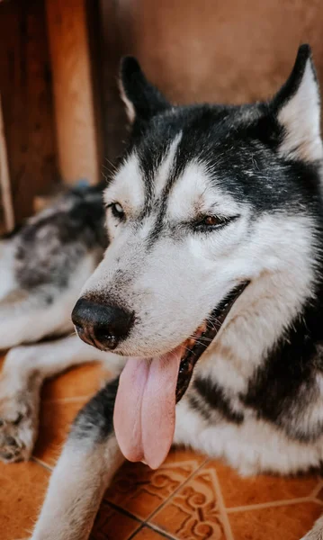 Σιβηρίας Husky Σκυλιά Περιμένουν Για Αφεντικό Μπροστά Από Σπίτι — Φωτογραφία Αρχείου