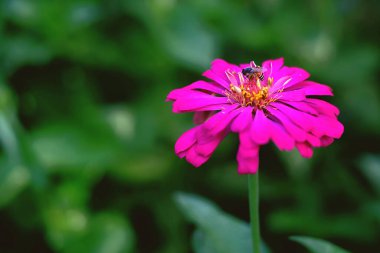 Bahçede açan pembe çiçeğin güzelliği 