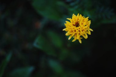 Bahçede açan pembe çiçeğin güzelliği 