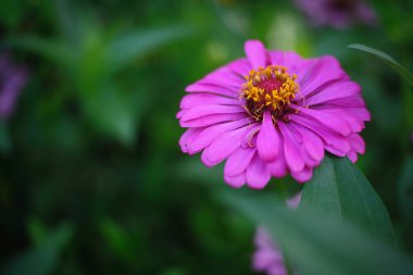 Bahçede açan pembe çiçeğin güzelliği 