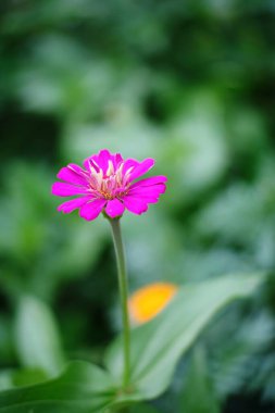 Bahçede açan pembe çiçeğin güzelliği 