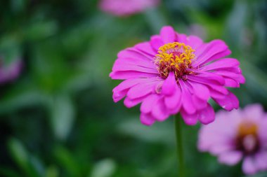 Bahçede açan pembe çiçeğin güzelliği 