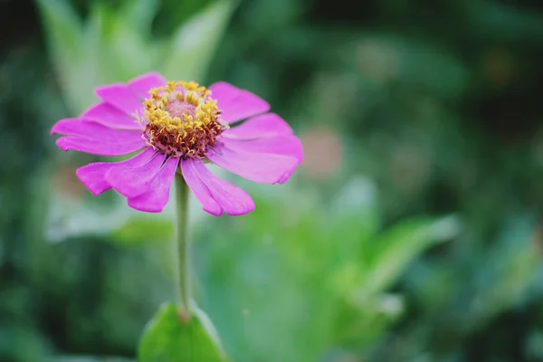 Bahçede Açan Pembe Çiçeğin Güzelliği — Stok fotoğraf