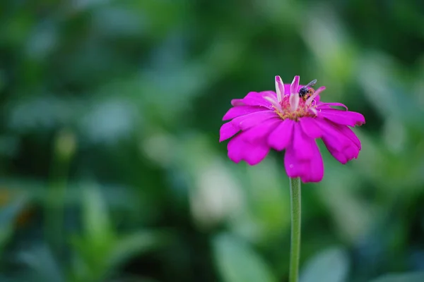 Красота Розовых Цветов Цветущих Саду — стоковое фото