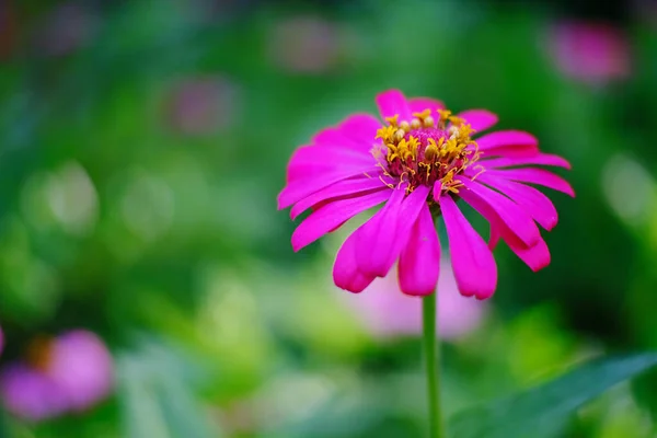 Ομορφιά Του Ροζ Λουλούδι Ανθίζει Στον Κήπο — Φωτογραφία Αρχείου