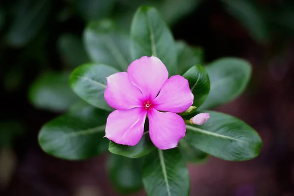 Skönhet Rosa Blomma Blommar Trädgården — Stockfoto