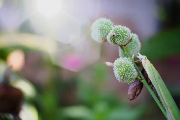 Bahçede Açan Pembe Çiçeğin Güzelliği — Stok fotoğraf