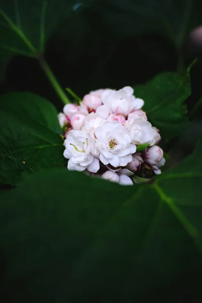 Piękno Białych Kwiatów Kwitnących Ogrodzie — Zdjęcie stockowe