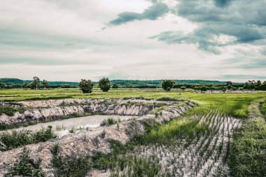 Dağ zeminli yeşil pirinç tarlalarının güzelliği 