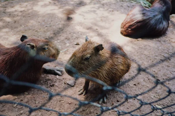 Bellezza Capibara Sta Mangiando Erba Fresca Allo Zoo — Foto Stock