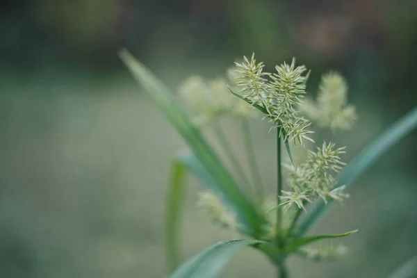 Frumusețea Florilor Frunzelor Verzi Înfloresc Grădină — Fotografie, imagine de stoc