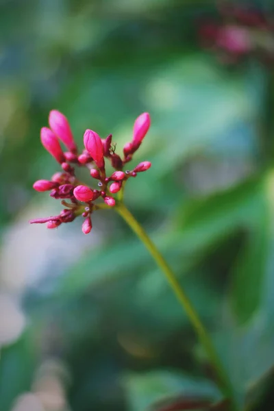 Kecantikan Bunga Merah Muda Mekar Taman — Stok Foto