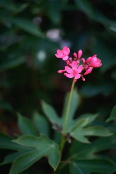 Kecantikan Bunga Merah Muda Mekar Taman — Stok Foto