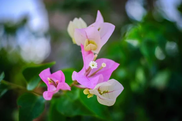 Kecantikan Bunga Bougainvillea Merah Muda Mekar Taman — Stok Foto