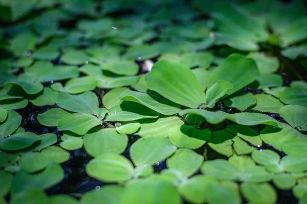 水面に浮かぶ緑の葉水植物 — ストック写真