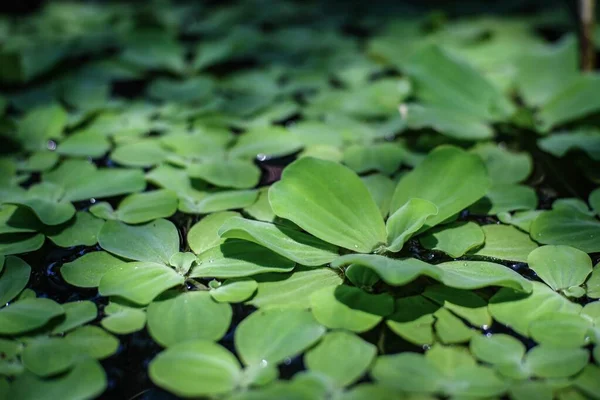 水面に浮かぶ緑の葉水植物 — ストック写真