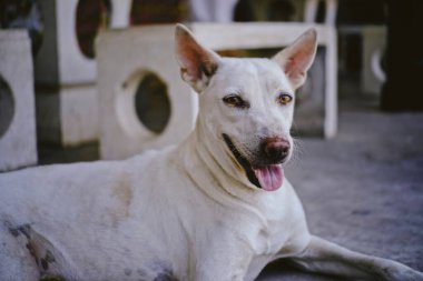 Beyaz köpek Tayland tapınağını tekmeliyor.