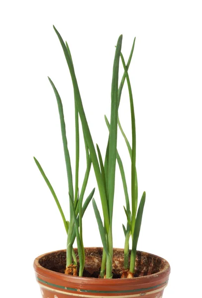 Een Groene Groeit Een Pot Geïsoleerd Wit — Stockfoto