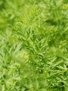 yeşil bitkiler bahçede. yakın çekim.                               