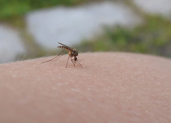 Mosquito Sits Skin Sucks Blood — Stock Photo, Image