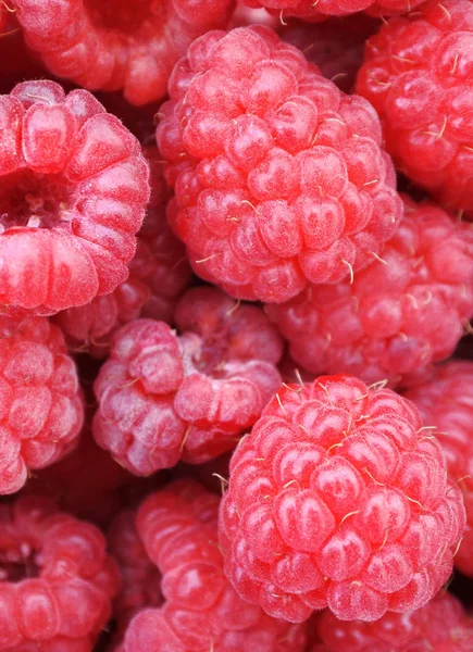 Raspberry Berries View Close — Stock Photo, Image