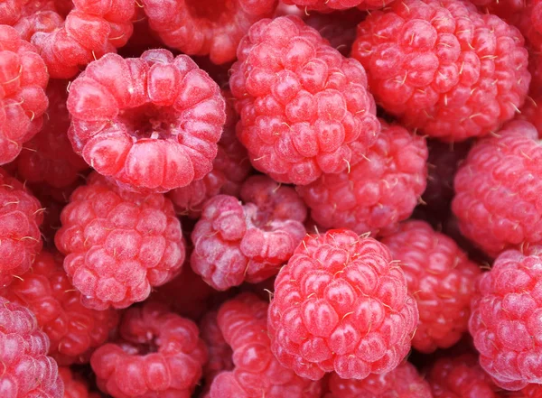 Raspberry Berries View Close — Stock Photo, Image