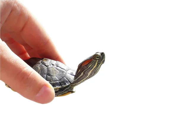 Sea Turtle Hand Geïsoleerd Wit — Stockfoto