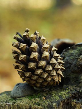 Koni üzerinde güdük ormanda. Yakın çekim.                               