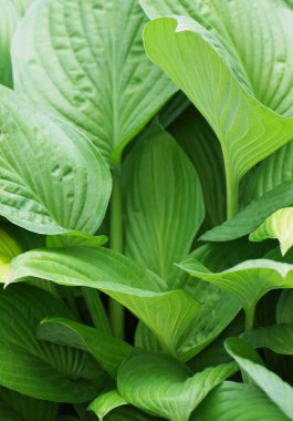 Bahçedeki yeşil bitkiler. 