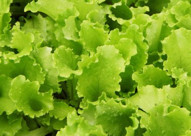 Bahçede marul yetişiyor.. 