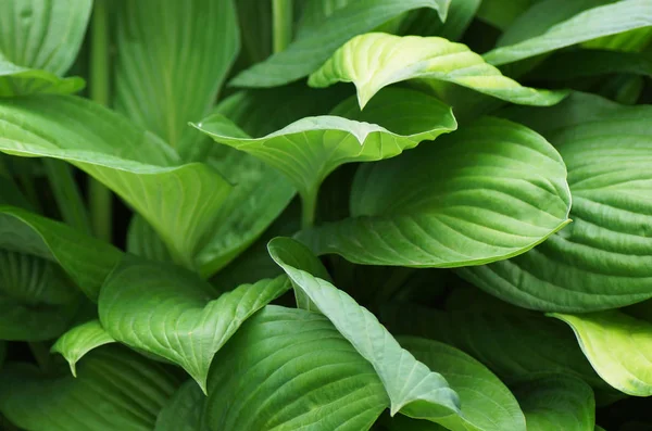 Plantas verdes en el jardín. —  Fotos de Stock