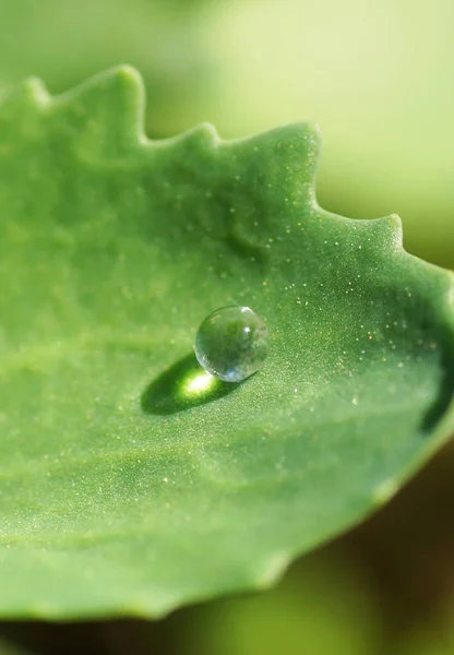 En dråbe vand på et blad af planten . - Stock-foto