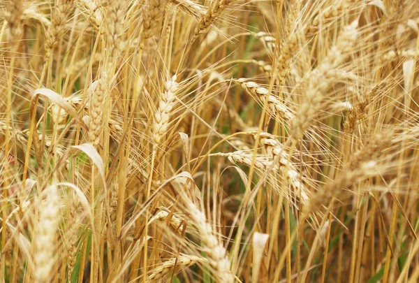 A field of wheat. Some ears. — Stock Photo, Image