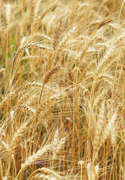 A field of wheat. Some ears. — Stock Photo, Image