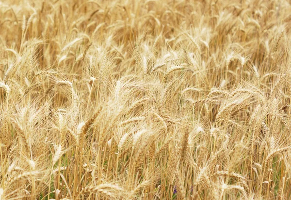 Buğday alan. Bazı kulaklar. — Stok fotoğraf