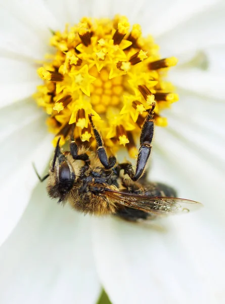 Bee sitting on a white flower. — Stock Photo, Image