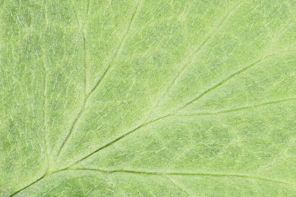 Parte de la hoja de la planta verde —  Fotos de Stock