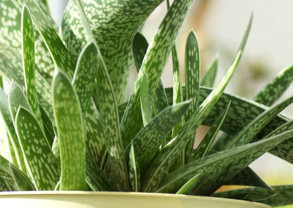 Aloe. Del av anläggningen. — Stockfoto