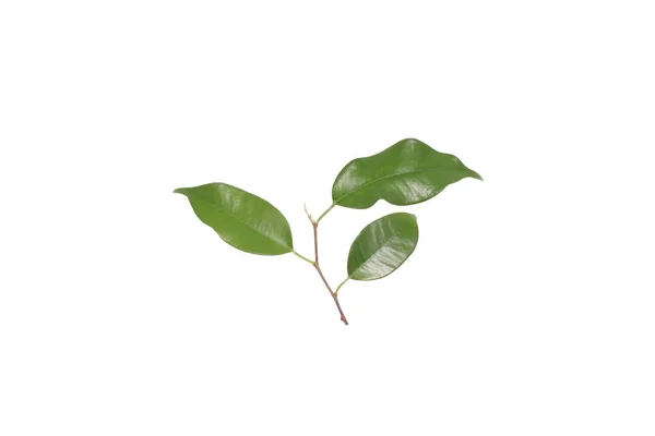 Ficus de plantas domésticas . —  Fotos de Stock