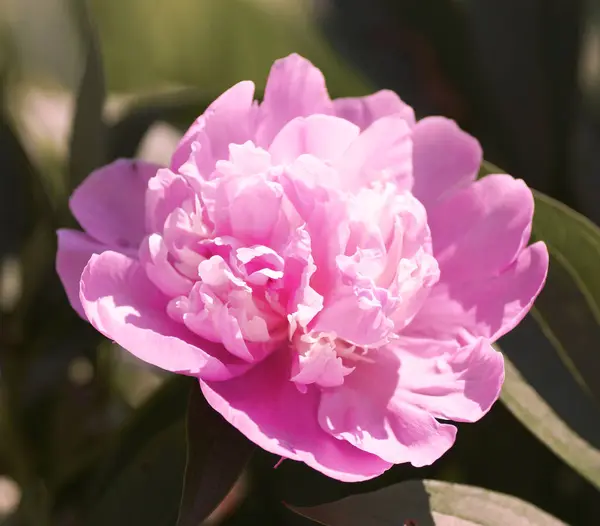 Różowy piwonia w ogród. — Zdjęcie stockowe