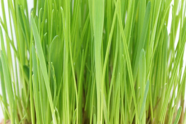 Grama verde close-up. Macro . — Fotografia de Stock