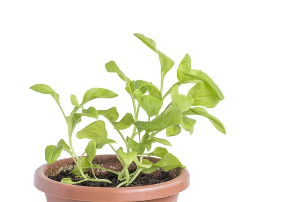 Groene plant in een pot. — Stockfoto